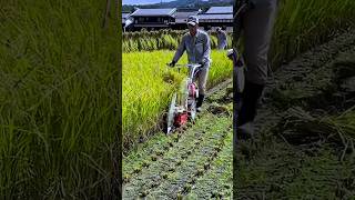 ধন কাটা বাধা মেশিন #shorts #farming #youtubeshorts