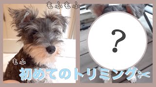 生後３ヶ月のシュナウザー🐶初トリミングに行って来たよ🐾