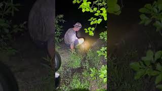 Catching bullfrogs by hand