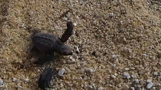 アカウミガメの子・海へ!!  ～屋久島・永田いなか浜～ A sea turtle loving incubation returns to the sea.