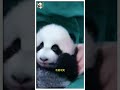 小五被莽仔摔惨了，伤心的小表情真让人怜惜 panda 熊猫 熊猫宝宝