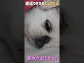 寝返りをするもんちゃん ペキニーズ 犬 dog short