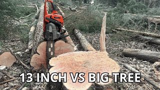 FELLING BIG ELM TREE WITH 13