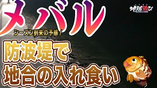 【防波堤メバル】防波堤で潮の変化を探しながら釣り歩く。地合いに入れば入れ食いメバル。【地球遊び 209】