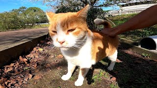 公園の野良猫、ナデナデするとゴロゴロと喉を鳴らしてカワイイ