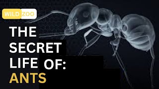 The Secret Life of Ants: Tiny Creatures that Rule the Insects World!