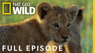 Animal Battles (Full Episode) | World's Deadliest