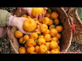 full video orange harvest lemon harvest banana harvest rice harvest corn harvest gardening.