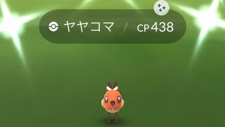 ポケモンgo 野生の色違いヤヤコマゲットチャレンジ　コミュニティデイ