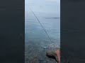 ഇത്രേം ഗതികെട്ടവൻ ഈ പഞ്ചായത്തിൽ വേറെ ഇല്ല. shortsfeed fishing fishingvideo fishinglife tunafish