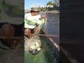 NET FISHING-Catching fish on the river-gill net