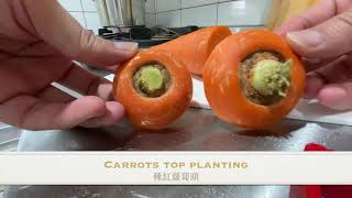 Carrot tops planting 種紅蘿蔔頭