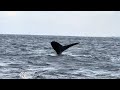 【must go】whale watching in okinawa