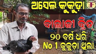 ଅସେଲ କୁକୁଡ଼ା (ବାଲାଜୀ ବ୍ରିଡ) Aseel chicken farming in odisha.