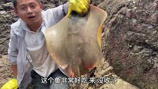 【阿向趕海】 耗資200打窩長坑 引來罕見紅斑 一條高達500RMB 鰻魚聚會大賣2000元 賺翻