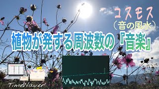 【繁栄・家や職場の人間関係・知名度UP・丹田・528 Hz】富士山のエネルギーをたっぷり受け取った『秋桜』による演奏「音の風水」× 聴けば聴くほど「TimeWAVER」の調整が入る♪（Part 36）