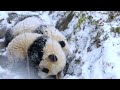 双胞胎小熊在雪地玩得正欢，突然就被妈妈叼回去了... 大熊猫 熊猫 panda