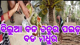 ବିଲୁଆ ବଡ ଚତୁର ପଇଡ଼ ବଡ ମଧୁର 😛😛