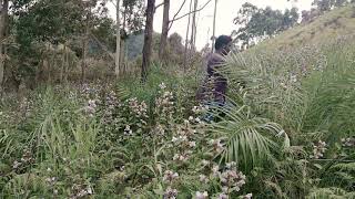 Neelakurinji @kanthalloor