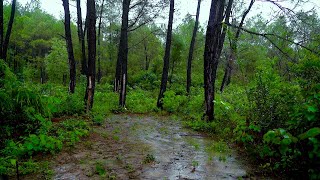 💧[4K] 소나무 숲에 소나기 / 빗소리 깊은 숙면을 위한 부드러운 빗소리 / 비오는 풍경 / 산 / 10시간 주변 소리 #3