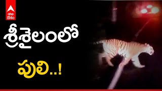 Srisailam Tiger : శ్రీశైలం ముఖద్వారం సమీపంలో పెద్దపులి సంచారం | ABP Desam