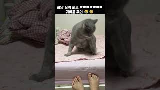 거기 아니에요 오이씌 ㅋㅋㅋㅋㅋㅋㅋ #cat #cute #귀여워