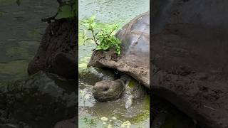 Tortoises are unique animals that have a shell, which is their exoskeleton