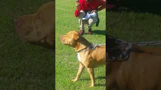 PitBulls nz Billy boy an souljah