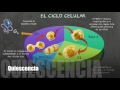 la mitosis y el ciclo celular. bio eso sfera biología