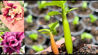 Fertilizer for desert rose seedlings to grow and gain weight