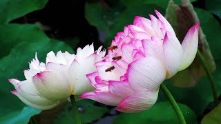 2018.06金山清水牡丹蓮花盛開花況! Lotus flower