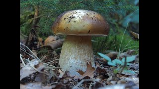 Tasty edible Bolete (Boletus edulis, reticulatus, luridiformis, Leccinum, Suillus, Xerocomus)