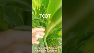 TCBT कृषि से बिना यूरिया हरी कच्च फसल,बाजरा के 1 बीज से 18 फुटाव~पौधे