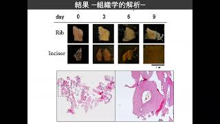 F-4　特殊染色を応用した脊椎動物化石の組織学的研究　辻極秀次