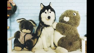 S=Siberian Husky เรื่องของไซบีเรียนที่คนยังไม่รู้