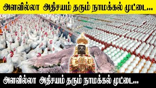 அளவில்லா அதிசயம் தரும் நாமக்கல் முட்டை..! World Egg Day 2022 || Namakkal Egg | King 360