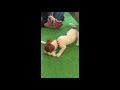 【わんこ】ジャックラッセルテリアの子犬、むぎの遊びは５分までの巻【子犬動画】