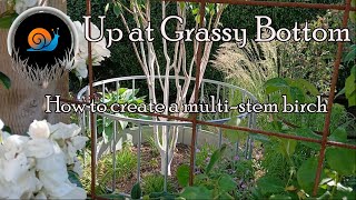 How to create a multi-stem birch tree and how to take hardwood cuttings