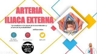 Anatomía - Arteria Iliaca Externa (Origen, Trayecto y Relaciones, Ramas Colaterales)