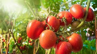 गाउँ घरमा Tomato गोलभेँडा खेति कसरी गर्ने ।। हेन्नुहोस Full Video