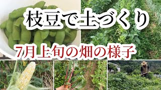 【自然農】枝豆の収穫•土づくり/７月上旬の畑の様子【つきよみ自然農園】トウモロコシ・スイスチャード・オクラ・サツマイモの蔓