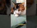 幸せお昼寝猫たち　 保護猫 ねこのいる生活 cute