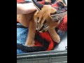 caracal Kitten available for sale