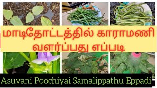 காராமணி வளர்ப்பு முறை Karamani Valarppu in Tamil