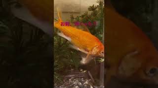 【ガサガサ】ナマズを飼う。オヤニラミと金魚がいる水槽で。。#shorts