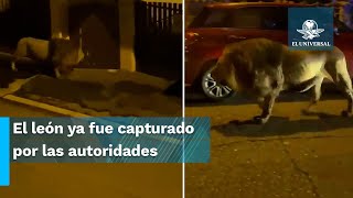 ¡Tremendo susto! León escapa de un circo y  camina por calles de Italia