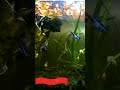 day 21 of guppies polyculture with some angelfish shorts