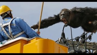 Wild Chimp Escape, Chase CAUGHT ON CAMERA