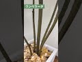 【フェイクグリーン】 w g（ウィズグリーン） ウンベラータ 【人工観葉植物】 juicygarden juicyfureniture 屋外家具 業務用家具メーカー インテリア