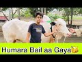 Humara Bail Aa Gaya 🥳🥳|Vlog#65| Haider Shamir Vlogs